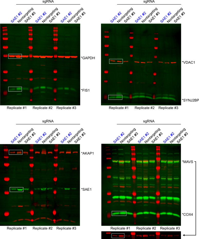 Figure 5—figure supplement 1.