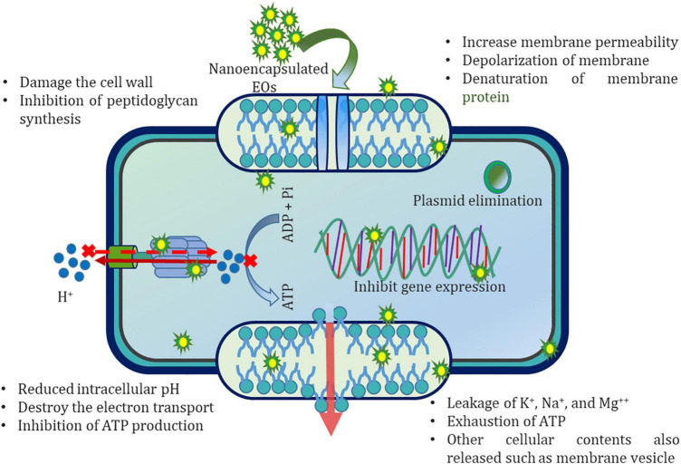 FIGURE 1