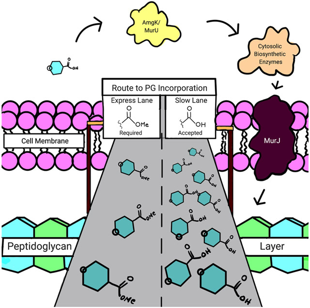 graphic file with name nihms-1755057-f0001.jpg