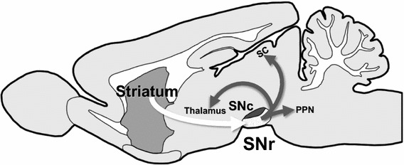 Fig. 1