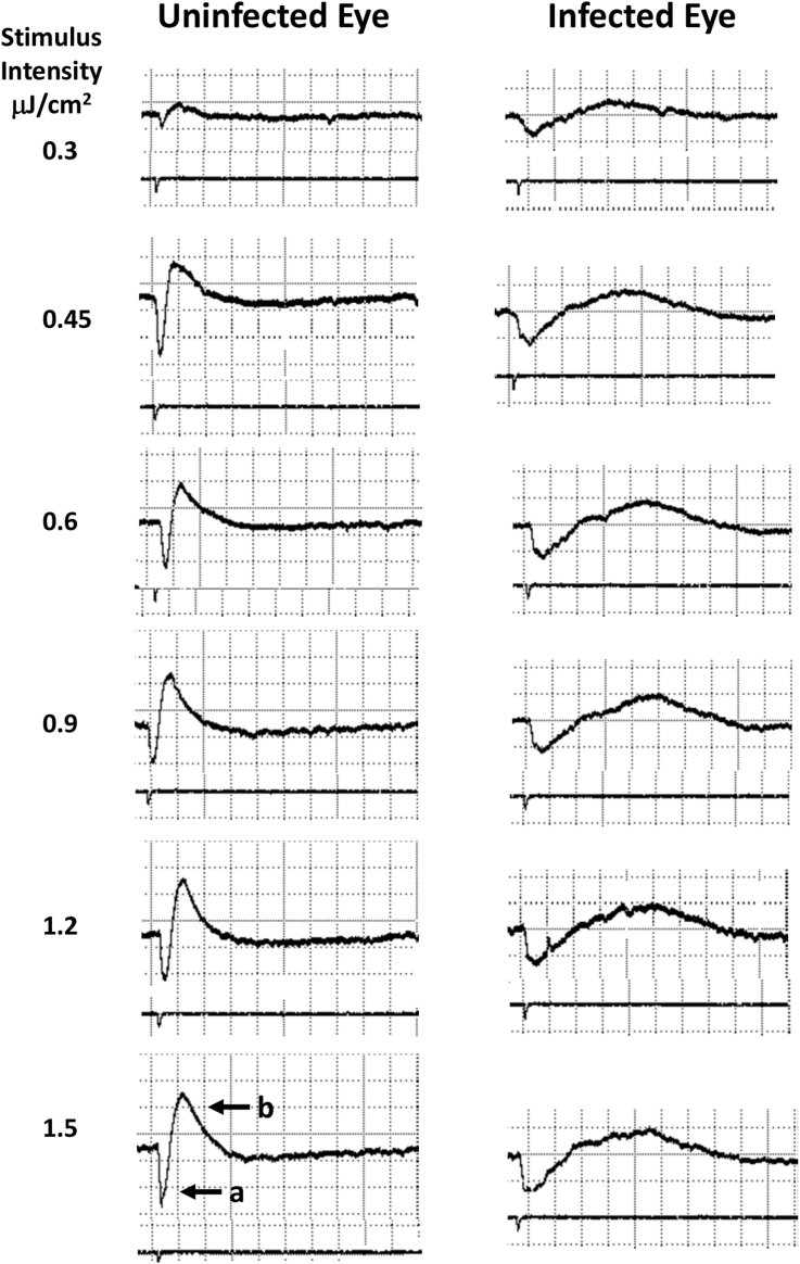 Fig. 5