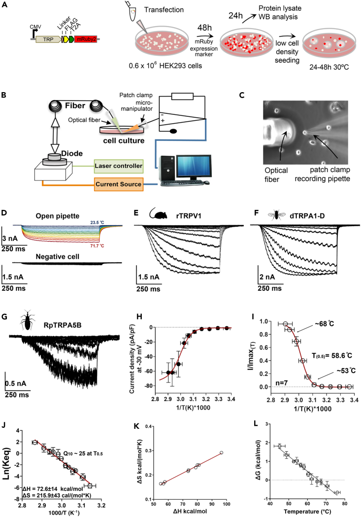 Figure 2