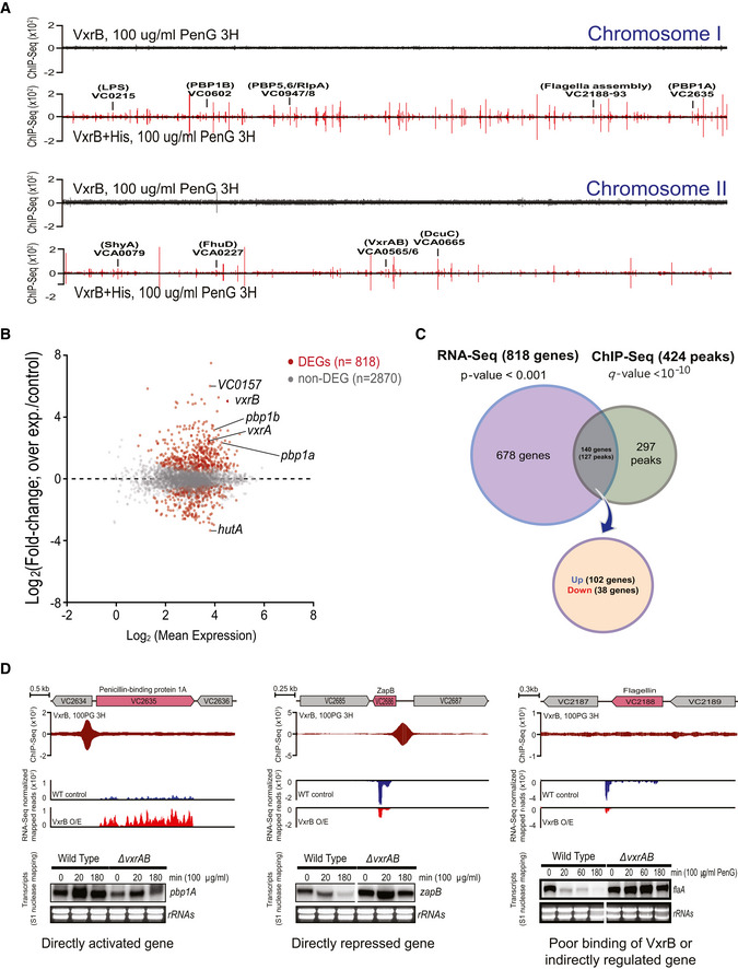 A Multifaceted Cellular Damage Repair And Prevention Pathway Promotes 