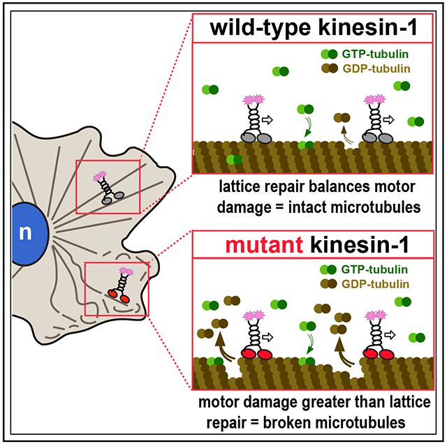 graphic file with name nihms-1875522-f0008.jpg