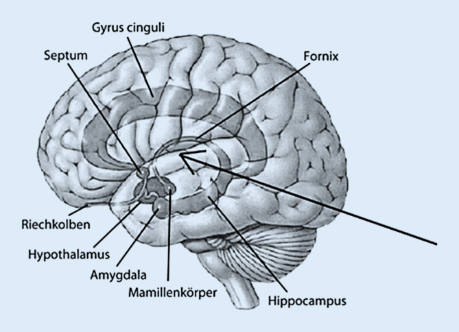 graphic file with name 482_2020_447_Fig2_HTML.jpg