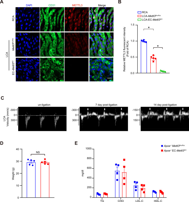 Figure 5—figure supplement 1.