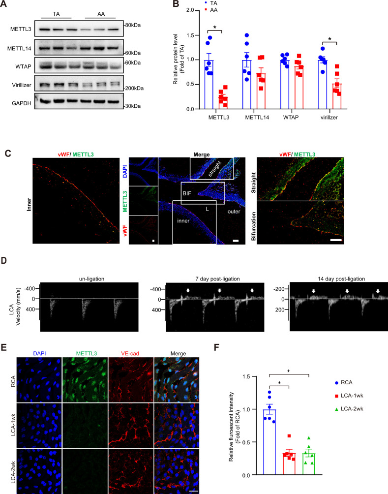 Figure 1—figure supplement 1.