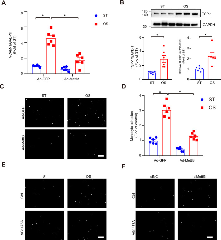 Figure 4—figure supplement 1.