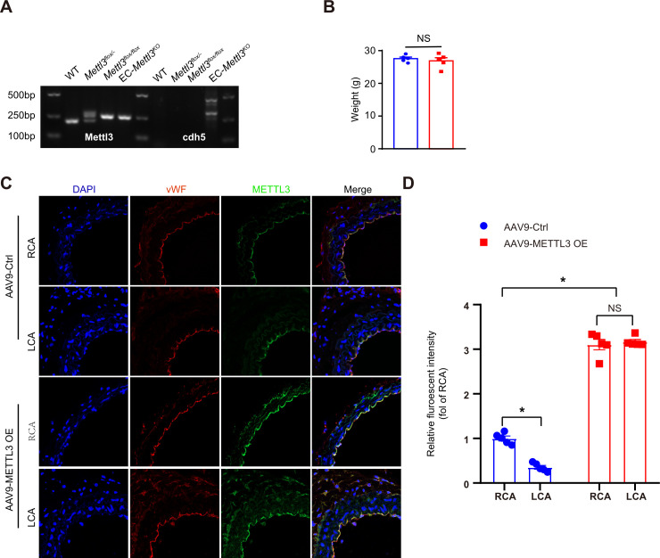 Figure 2—figure supplement 1.