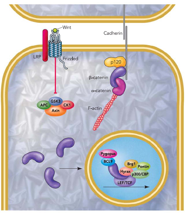 FIGURE 1