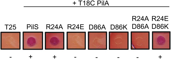 Fig. S4.