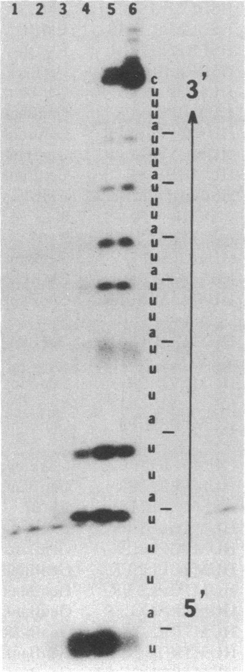 graphic file with name pnas00241-0210-a.jpg