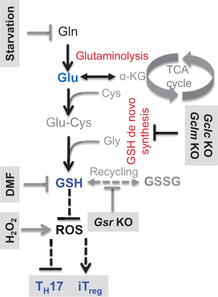 Figure 6—figure supplement 2.