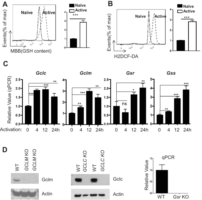 Figure 1—figure supplement 1.