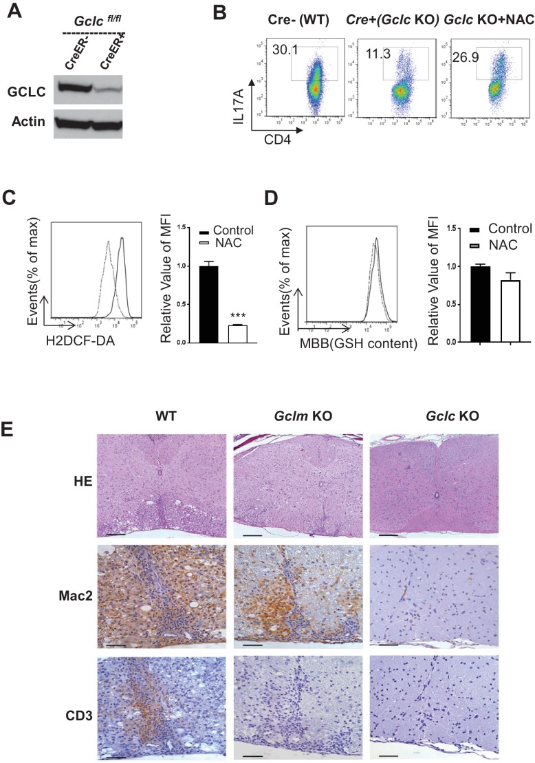 Figure 3—figure supplement 1.