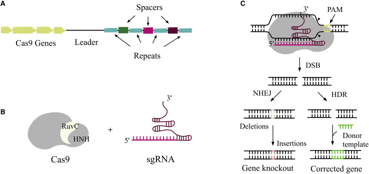 Figure 1