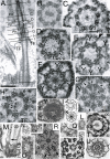 Fig. 17.