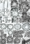 Fig. 19.