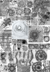 Fig. 20.
