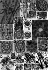 Fig. 10