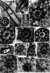 Fig. 14.