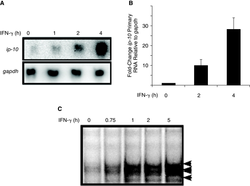 FIG. 2.