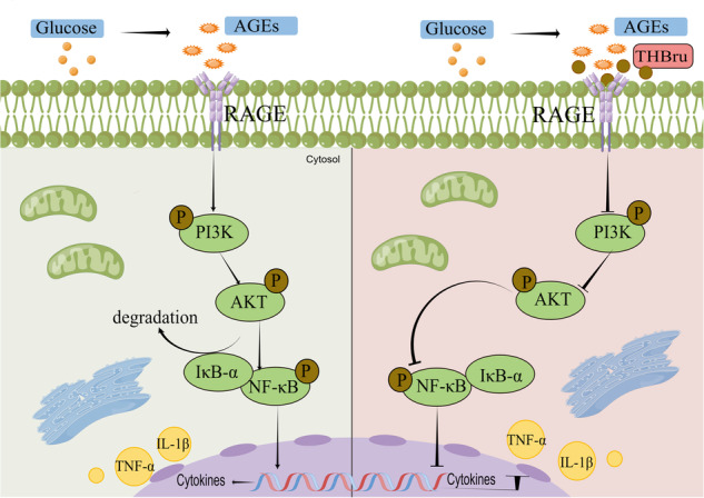 graphic file with name 41401_2024_1307_Figa_HTML.jpg