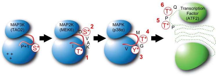 FIGURE 1.