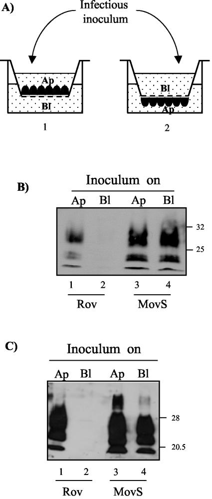 FIG. 3.