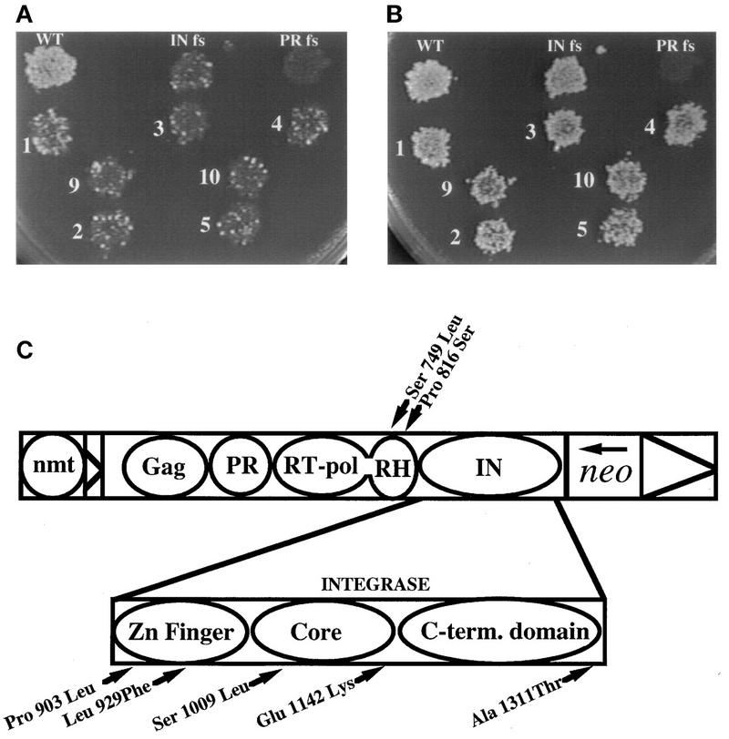 FIG. 4