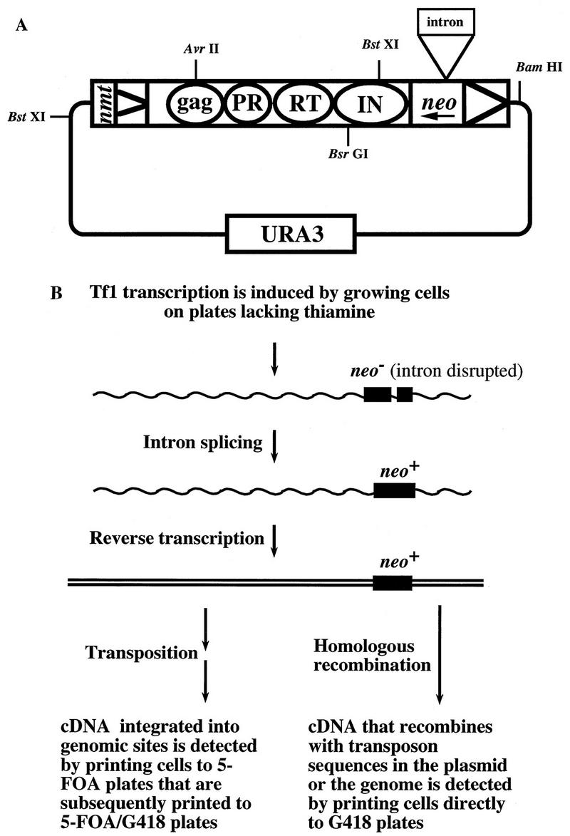 FIG. 1