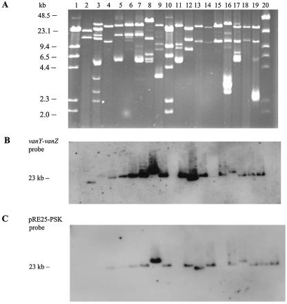 FIG. 1.