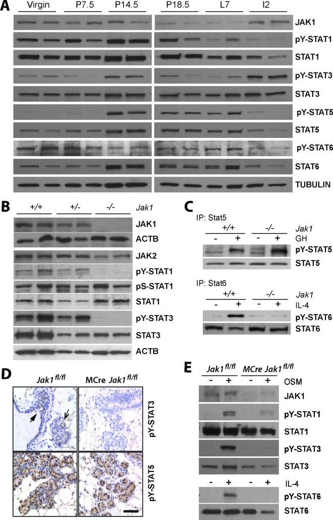 FIG 1