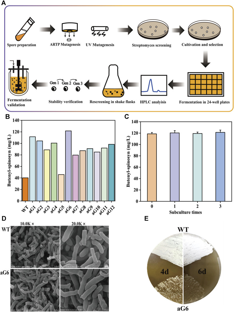 FIGURE 1