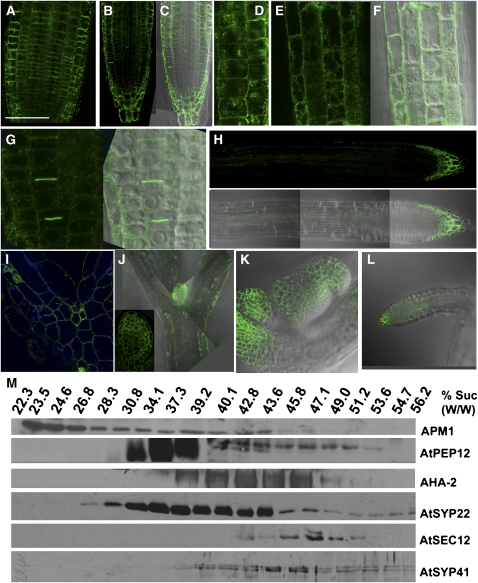 Figure 11.