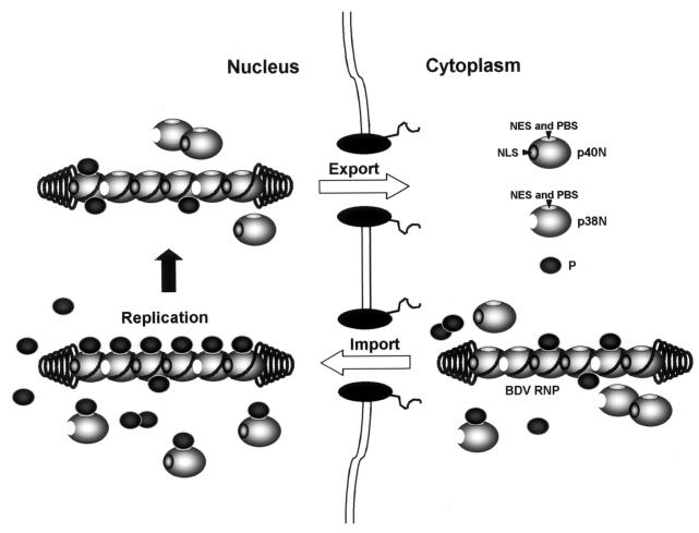 FIG. 7