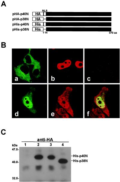 FIG. 1