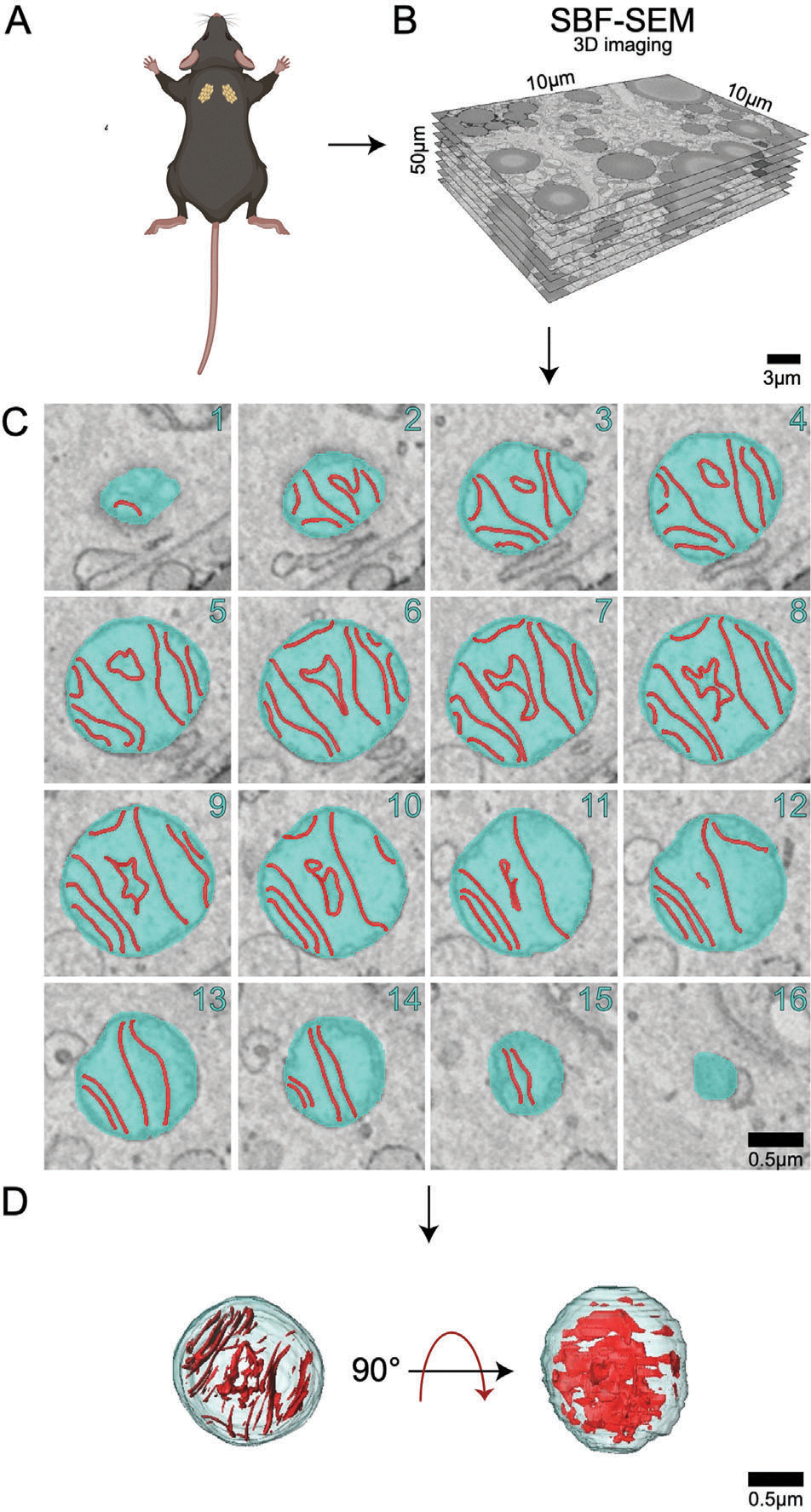 Figure 4.