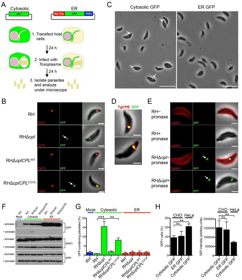 FIG 1 