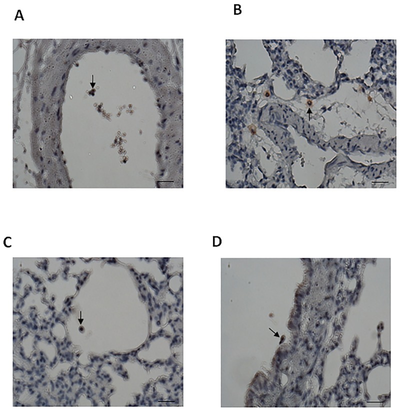 Fig 8