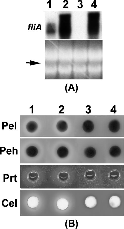 FIG. 11.