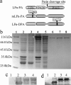 FIG. 1.