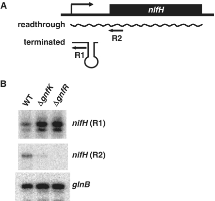 Figure 11.