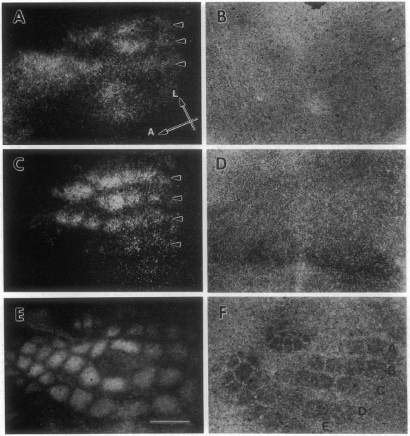 graphic file with name pnas01060-0440-a.jpg