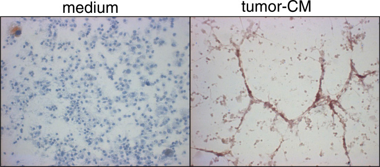 Fig. 8