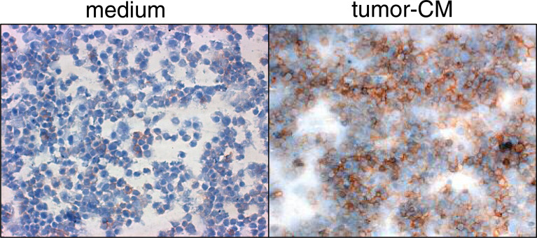 Fig. 7