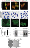 FIGURE 6: