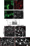 FIGURE 5: