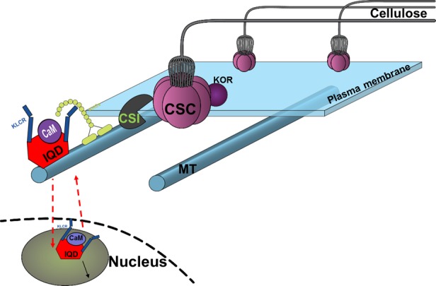 FIGURE 11