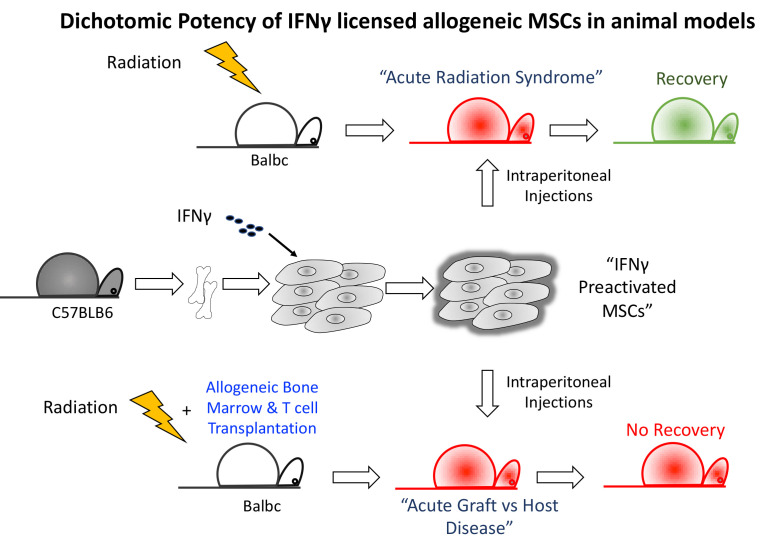 Graphical Abstract